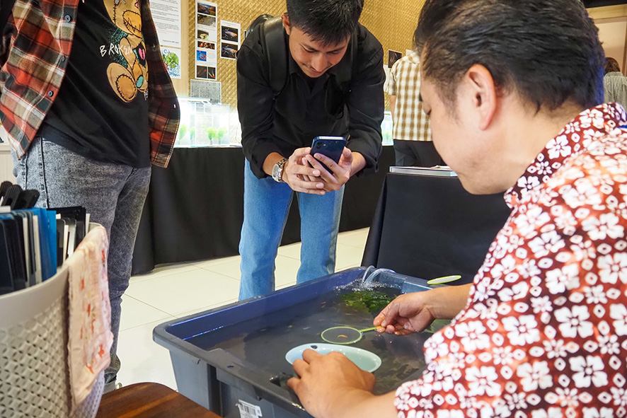 改良メダカ展開催　海外初はインドネシアで　ＩＭＭＰ