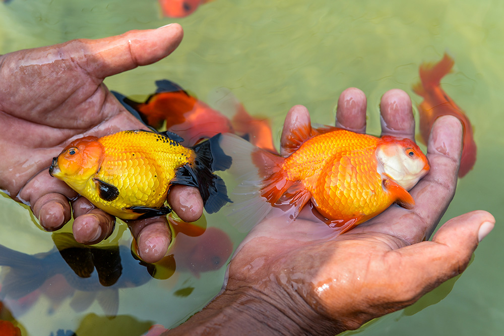 ▼金魚で村おこし、輸出先は日本