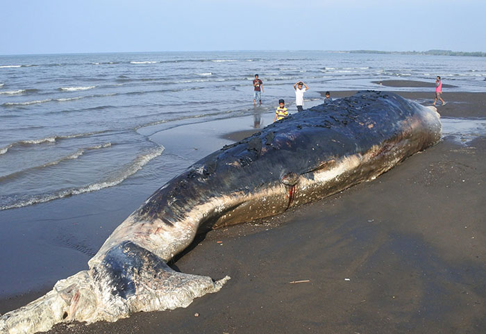 ▼マッコウクジラ座礁
