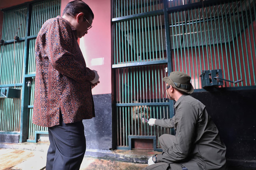 ▼知事、痩せたトラ見舞う