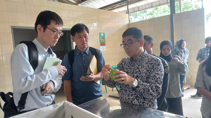 マンゴー日本向けに輸出　病害虫対策から梱包まで確認