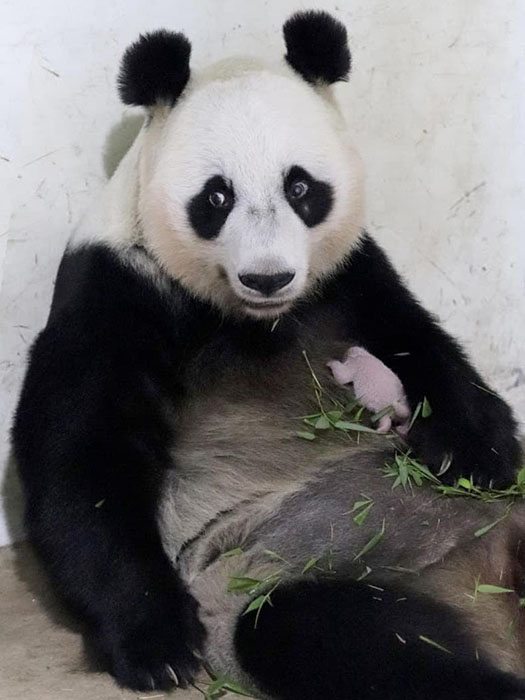 大統領、パンダ命名「サトリオ・ウィラタマ」　希少動物保護と友好の象徴