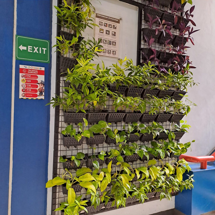 ▼キャンパスにおける水耕栽培