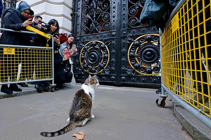 ▼ラリーという名の猫