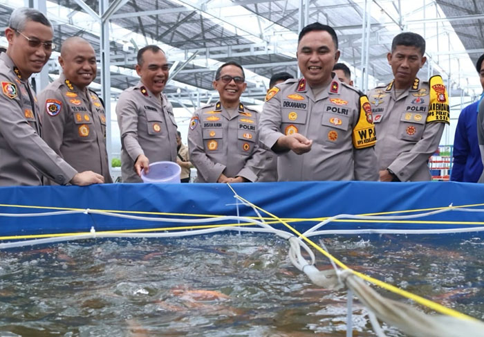 ▼ＳＰＰＧパルメラ